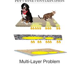 Fill up a bottle with ½ cup vinegar and 1 ½ cup warm water. Removing Cat And Dog Urine Contamination In Carpet All Odors Gone Guaranteed Odor Removal