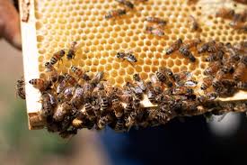Steve has over 20 years of humane bee capturing and bee removal experience for both commercial and residential locations. In Rural Appalachia Beekeeping Offers A New Path For Coal Miners Civil Eats
