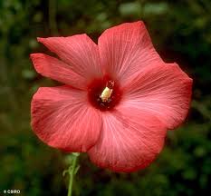 Image result for Abelmoschus