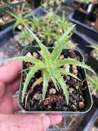 Image result for Pycnostachys coerulea