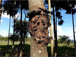 Image result for Khaya grandifoliola