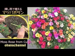 Ada 20 gudang lagu moss rose from cuttings terbaru, klik salah satu untuk download lagu mudah dan cepat. 9 85 Mb Smart Ideas To Grow Portulaca Grandiflora Moss Rose From Cuttings In Plastic Bottles Garden Ideas Download Lagu Mp3 Gratis Mp3 Dragon