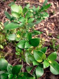 Image result for Psychotria kirkii