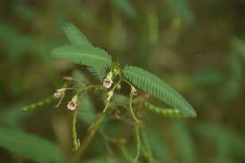 Image result for Aeschynomene americana