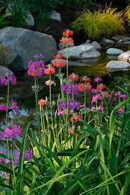 Before discussing the plants with which you can populate your shady nook in style, you should learn the terms associated with a. A Lovely Fast Growing Perennial For Shade Is Candelabra Primrose Primula Beesiana Zones 5 8 Which Create Perennials Fine Gardening Fine Gardening Magazine
