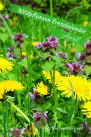 Essbare Wildpflanzen Sammelkalender Fur Das Ganze Jahr Pflanzen Krauterpflanzen Essbare Pflanzen