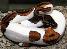 Pin On Exotic Pets
