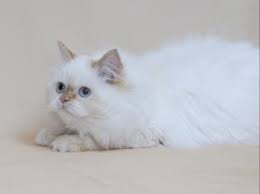 Red ragdolls or flame point ragdoll cats. Flame Point Himalayan Kittens And Cats Lovetoknow
