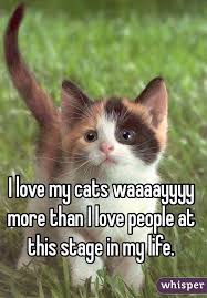Find and book unique accommodations on airbnb. I Love My Cats Waaaayyyy More Than I Love People At This Stage In My Life Kittens Cutest Cats Cute Animals