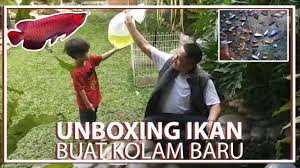 Unboxing Ikan Buat Kolam Baru Ada Apaa Aja Yaaa Youtube