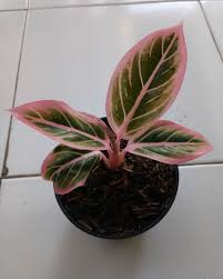 Pin Pa Plantdecor Oleh aglaonema nursery di tangerang. pin pa plantdecor