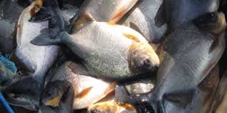 Memelihara ikan hias air tawar tak terlalu merepotkan. 23 Jenis Ikan Air Tawar Yang Populer Dikonsumsi Dipelihara Pintarpet