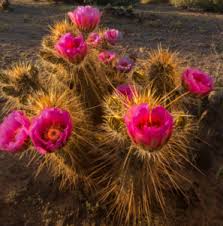 That's about what you'd tip a scottsdale valet these days. Paul Gill The Desert Adorned Images Arizona