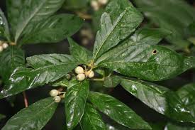 Image result for Chazaliella abrupta