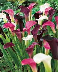 All About Calla Lilies Spring Flowering Bulbs Bulb Flowers Calla Lily