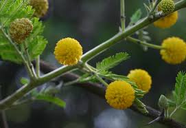 Image result for Acacia grandicornuta