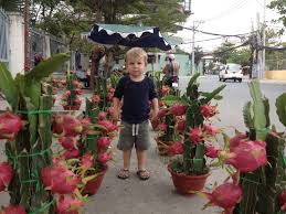Check spelling or type a new query. So This Is How Dragon Fruit Grow Indoor Fruit Plants How To Grow Dragon Fruit Fruit Plants