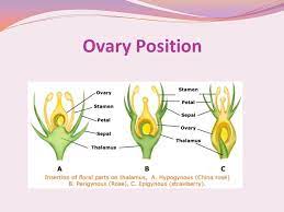 Check spelling or type a new query. Ovary Position Plant Condition Ppt Video Online Download