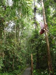 Salah satunya yaitu taman bukit tawau. Taman Bukit Tawau Picture Of Tawau Hills Park Tripadvisor