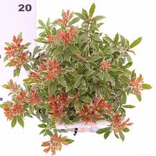 Image result for Pieris japonský little heath obrázek