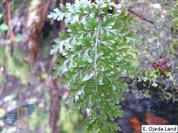 Image result for Vandenboschia gigantea