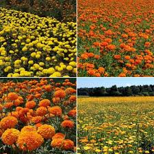 We did not find results for: Marigold Cultivation Income Yield Project Report Agri Farming