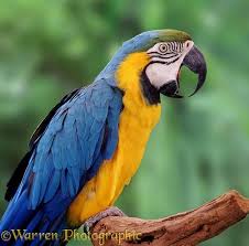 Faruk Tin T1956tn Parrot Macaw Senegal Parrot