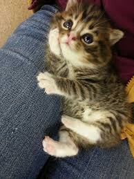 Ternura animal para alegrar el dia. — Steemit