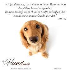 Es ist eine beziehung auf einer ebene, wie sie kein mensch erreichen kann. Hundespruche Hunde