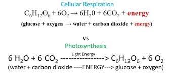 Is photosynthesis a use of glucose? Bio 111 Flashcards Quizlet