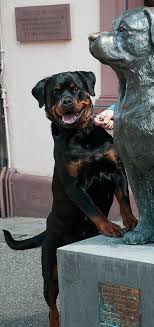Pin On Rotties