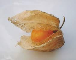 Unusual fruit is something that is not veryhabitual to our eye and taste preferences. 50 Organic Ground Cherry Seeds Aunt Molly Delicious And Unusual Fruit Buy Online In Faroe Islands At Faroe Desertcart Com Productid 156768207