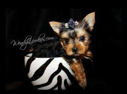 Maybe you would like to learn more about one of these? Yorkshire Terrier Maltese And Morkie Puppies For Sale In Texas Wendys Yorkies