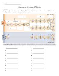Cell cycle, mitosis, meiosis mitosis phases of mitosis meiosis phases of meiosis diploid vs haploid cells. Mitosis Vs Meiosis Worksheet