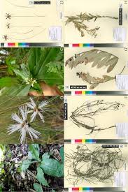 Image result for Stanfieldiella imperforata