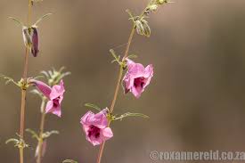 Image result for Oxygonum delagoense