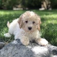 A brilliant breed, often referred to as the einstein breed, aussiedoodles can learn commands and instructions rather quickly and are. Alpine Aussiedoodle Puppy 603489 Puppyspot