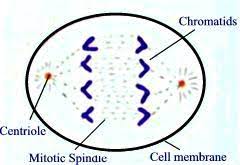 How would you describe anaphase? I Draw A Well Labelled Diagram To Show The Anaphase Stage Of Mitosis In A Cell Having Four Chromosomes Ii State Any Two Harmful Effects Of Acid Rain Iii Expand The Following Biological