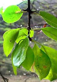 Image result for Pisonia