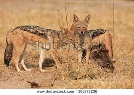 Mom And Dad Black Backed Jackals Black Backed Jackal Jackal Mom And Dad