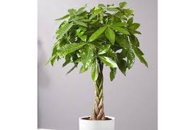 My list of safe plants for cats can help you choose the right plant to add to your house, without these are not just safe plants for cats, but plants that exist solely for your cat's pleasure. 25 Gorgeous Houseplants That Are Safe For Cats And Dogs Aspca Approved