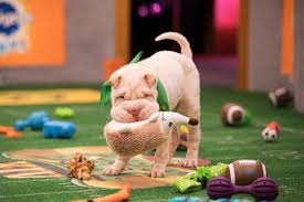 Look at pictures of shar pei puppies who need a home. Ready Set Woof Two Local Dogs Competing In Puppy Bowl The Columbian