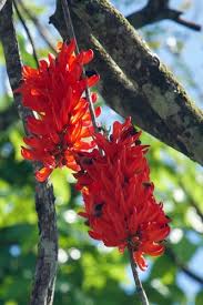 Image result for Mucuna glabrialata