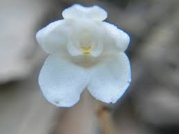 Image result for Didymoplexis