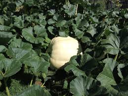 25 楽pumpkin, 照beaming(male), baby, trusted, vine chinese zodiac, real one has east, and west. Pumpkin Nook Caring For Pumpkin Fruit On The Vine