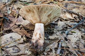 Image result for Lactarius mutabilis