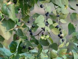 Image result for Cocculus hirsutus