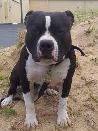 Black And White Pitbull Dog Price Beautiful Dog Cute Dogs Pitbulls Pitbull Puppies For Sale