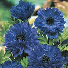 Real Black And Blue Flowers Blue Daisy Anemone Buy Online Breck S Plants Spring Hill Nursery Perennial Shrubs