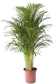 Hier finden sie tipps und infos. Botanicly Zimmerpflanzen Palmen Goldfruchtpalme Areca Dypsis Lutescens Hohe 125 Cm Lufterfrischer Wohnung Amazon De Garten